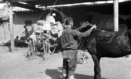 Owen Lattimore tending to horse in yard