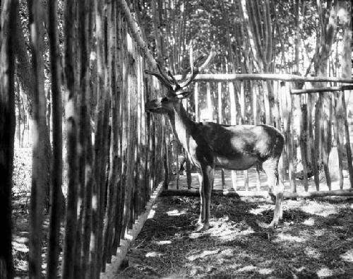 Stag in pen in garden