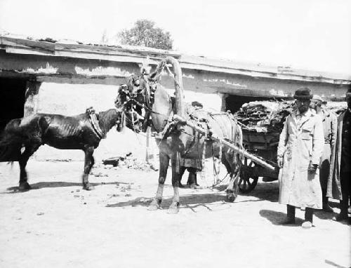 Cartload of marmot skins, two horses , one with an elaborate harness