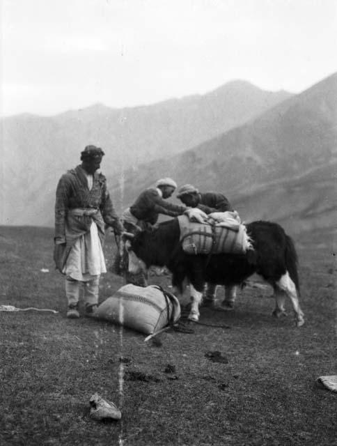 Three men loading up a yak