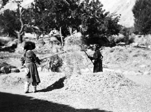 Women with pitchforks threshing barley