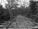 Mano log bridge in jungle