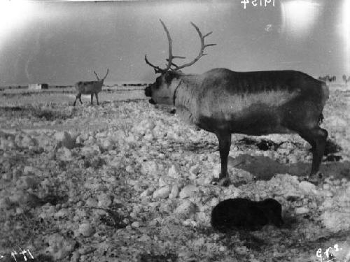 Female reindeer with newborn fawn