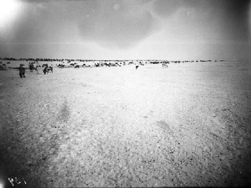 Deer on the Tundra in April