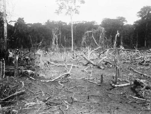 View of rice farm in clearing