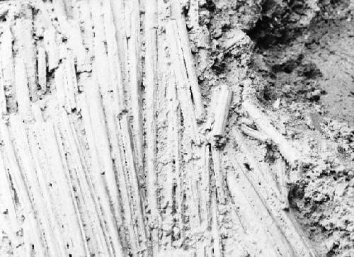 Grave excavation close-up of sting ray spines. Exploratory Pit 7, Grave 1