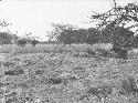 View along river bank showing bushed and unbushed parts of site