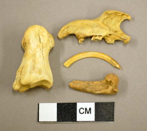 Bone fragments of deer and rodent