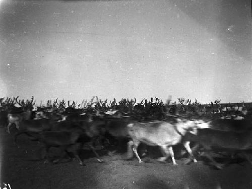 Reindeer herd stampeding