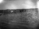 Reindeer standing knee-deep in the lagoon