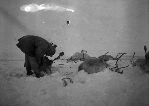 Preserving reindeer in the snow