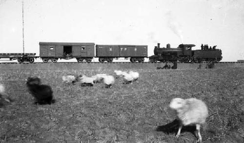 Train with construction crew, sheep in foreground