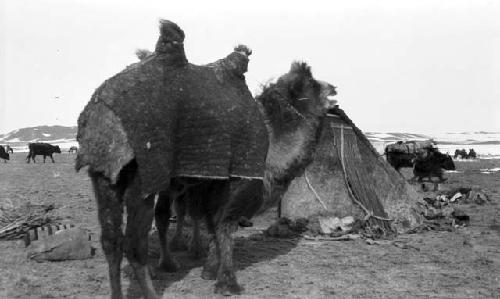 Camel in winter coat, yurt and oxen in background