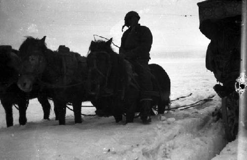 Cart horses in snow