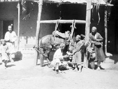 Man shoeing horse, saddled horse immobilized in sling harness