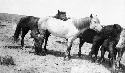 Mares and foals on hillside