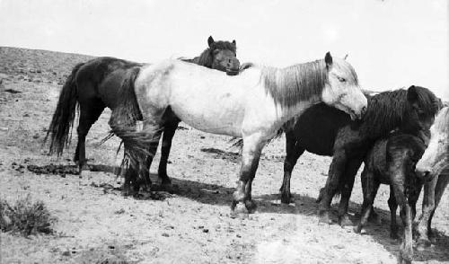 Mares and foals on hillside