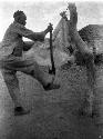 Man scraping sheepskin hanging from tree