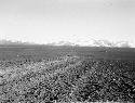 Depsang Plains with mountains in the distance