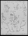 Incised drawing from wall of temples II and V