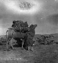 Lattimore standing in front of loaded camel