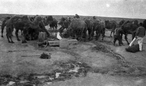 View of herd of camels drinking at a waterhole