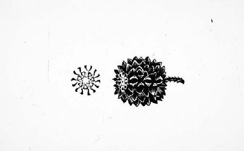 Drawing of Australian pine cone used to stamp designs on pots