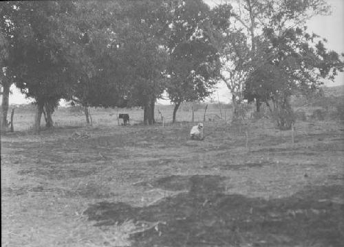 Excavation 2-31 -- staking out of trench