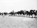 Mongol camel caravan