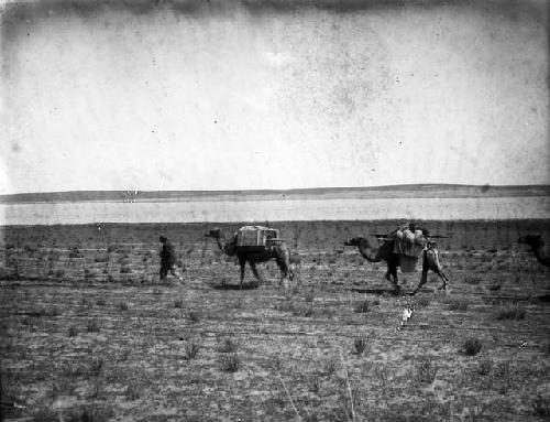 Camels passing Ulan Nor, salt water lake