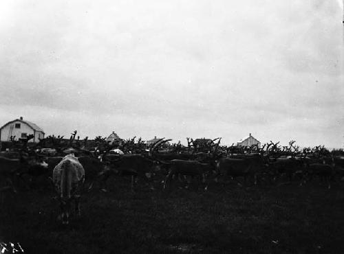 Deer forming forest of antlers