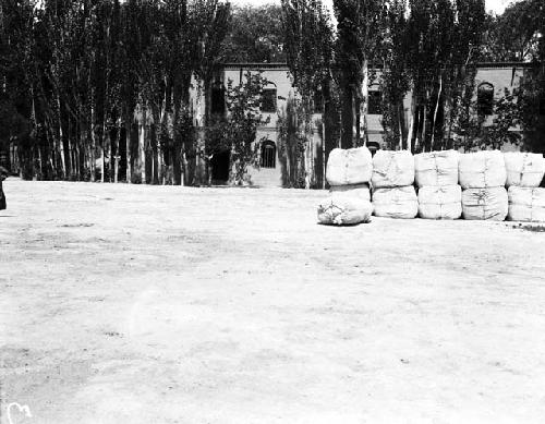 Cotton stacked at Turfan trees and large buildings in background