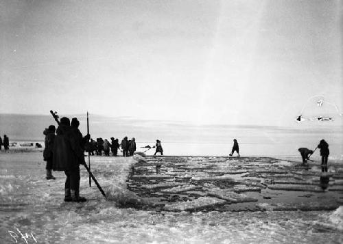 Eskimos cutting ice blocks for corral