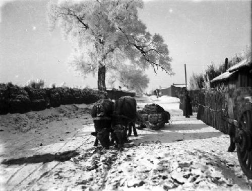 Ox sled below frozen trees