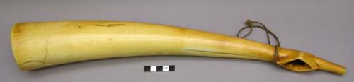 Elephant ivory horn.  Bird motif on the distal end and a plant fiber strap.