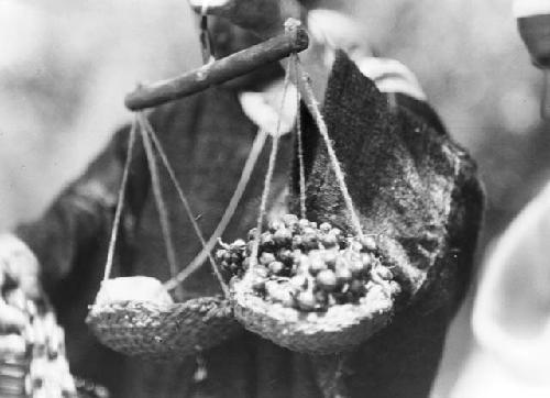 Weighing grapes