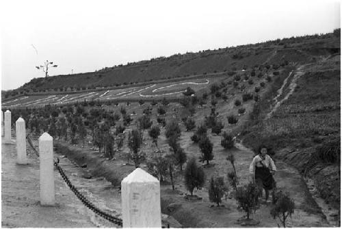 Hill planted with small trees