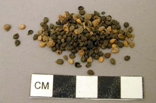 Seed material - for identification