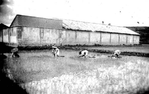 People working in rice paddies