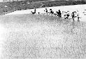 People working in rice paddies