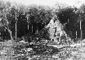 Maya Temple E-VII at beginning of excavation