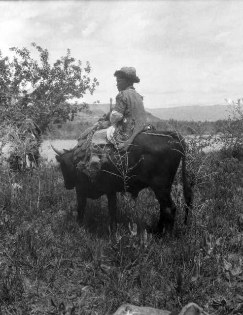 Boy sitting on a bull with saddle, in front of river