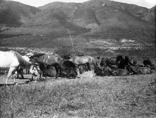 Milch mares of Alban Kazaks, probably milking mares for making Kuzmiz