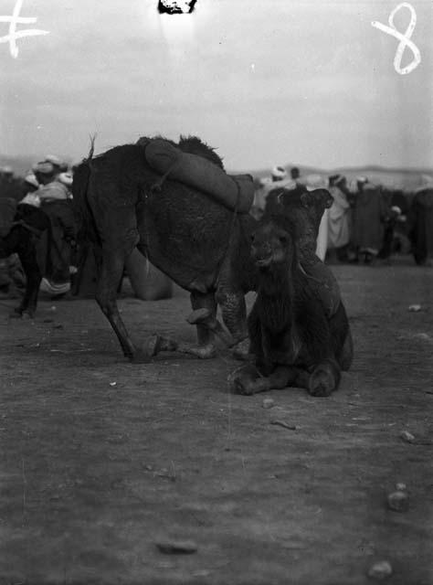 Camels, showing method of attaching small loads