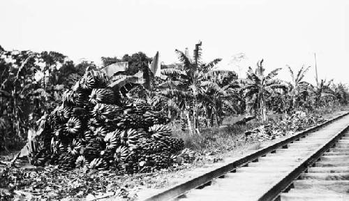 Maya farm - bananas stacked for loading