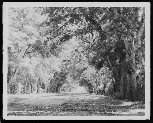 View of path in rural area