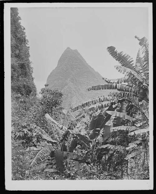 Mountain in jungle setting