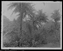 General jungle landscape view