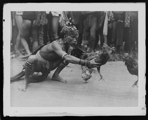 Man with fighting roosters