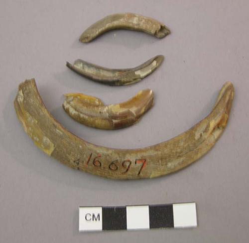 Tusk and teeth of hog; Wild boar tusks.